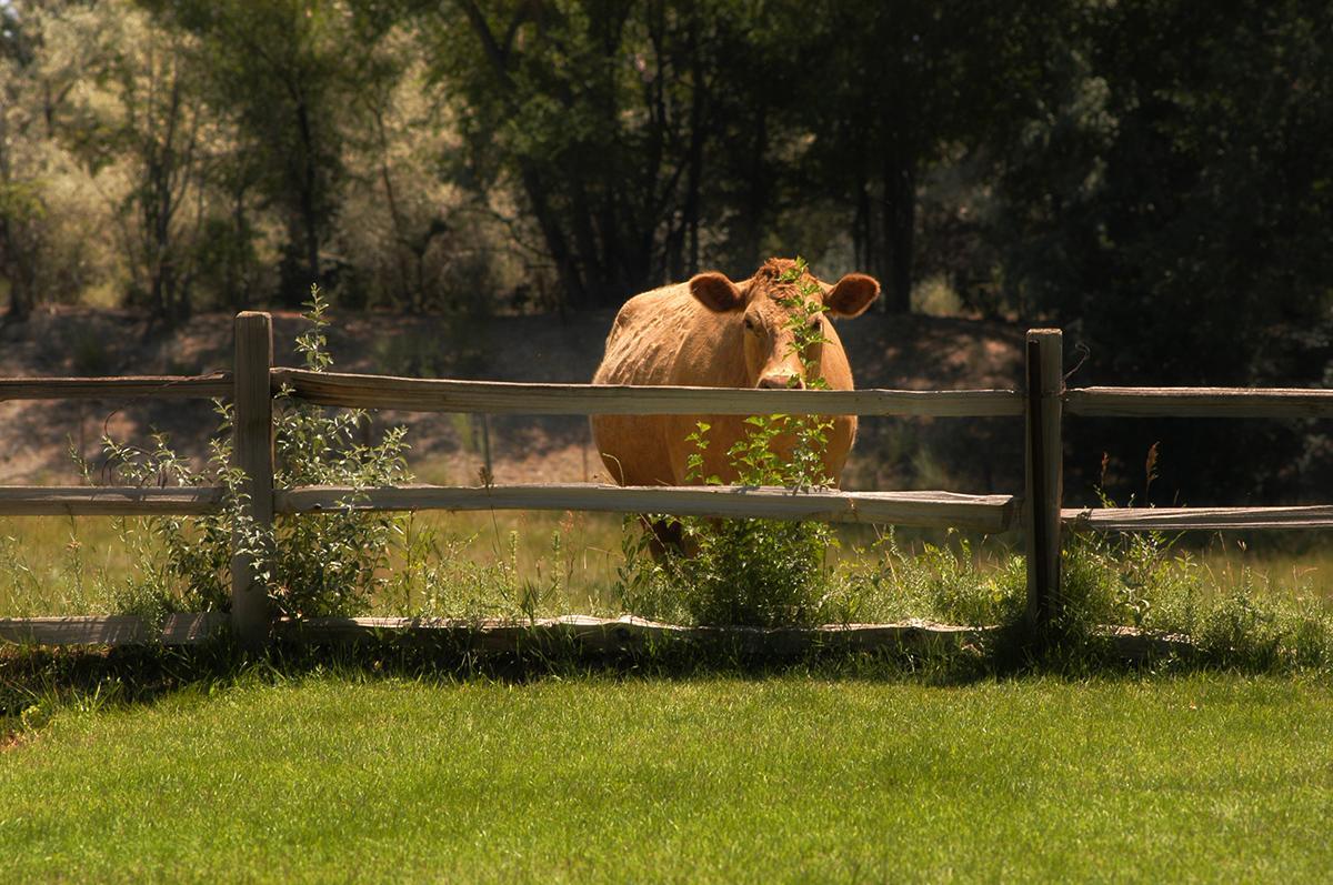 Willow Pond Bed And Breakfast Grand Junction Dış mekan fotoğraf